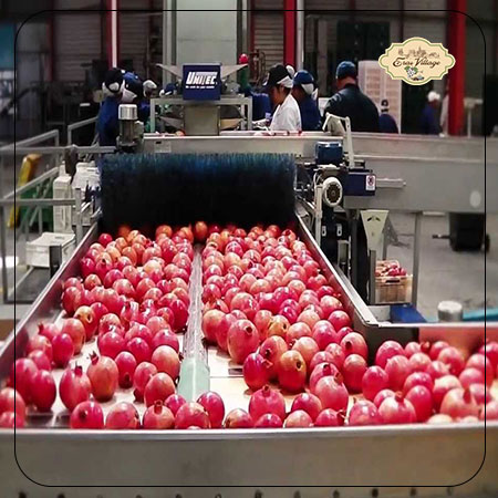 Production method of pomegranate concentrated juice